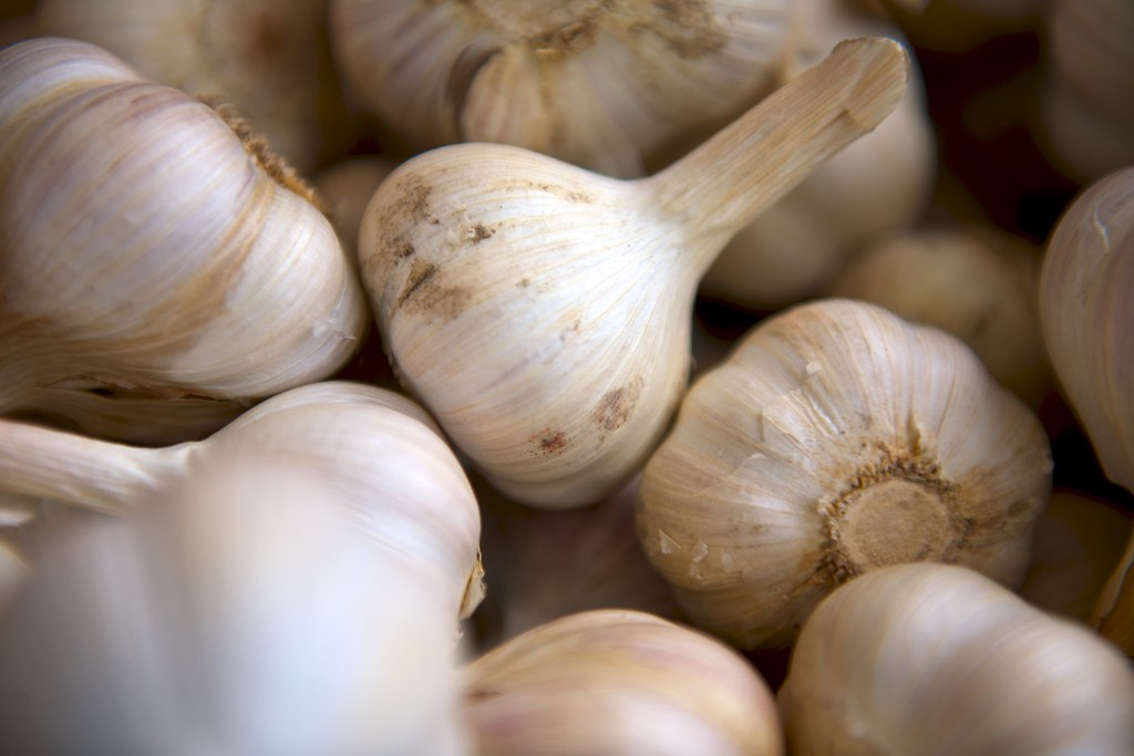 Fresh Indian garlic bulbs